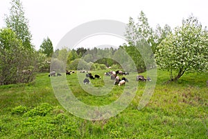 Farm animals grazing cows and sheep in a spring field