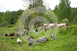 Farm animals grazing cows and sheep in a spring field