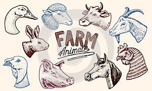 Farm animals. Head of a domestic horse pig goat cow alpaca llama rabbit sheep. Logos or emblems for signboard. Set of