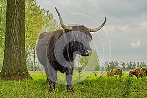 Farm Animals - Highland Cattle