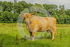 Farm Animals - Highland Cattle