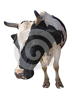 Farm Animals - Holstein Cow isolated on white background