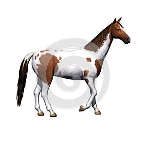 Farm animals - horse - isolated on white background
