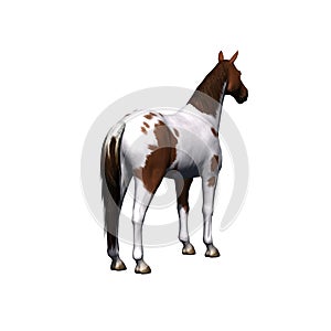 Farm animals - horse - isolated on white background