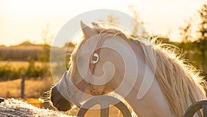 Farm animals.Horse portrait in the sun at sunset. White horse with white mane.White horse in paddock at sunset.horse