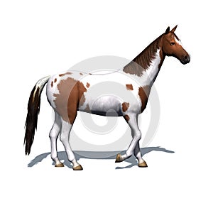 Farm animals - horse with shadow on the floor - isolated on white background