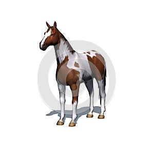 Farm animals - horse with shadow on the floor - isolated on white background