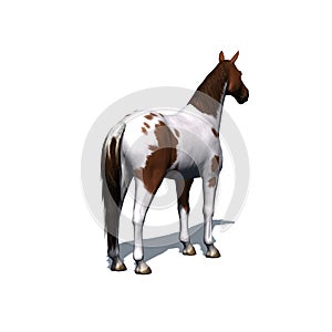 Farm animals - horse with shadow on the floor - isolated on white background