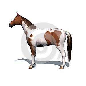 Farm animals - horse with shadow on the floor - isolated on white background