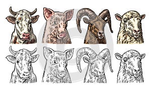 Farm animals icon set. Pig, cow, sheep and goat heads