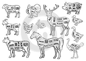 Farm animals icons set. Collection of labels with beautiful such as goat chicken pig boar duck goose horse cow Turkey