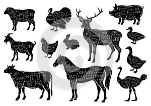 Farm animals icons set. Collection of labels with beautiful such as goat chicken pig boar duck goose horse cow Turkey