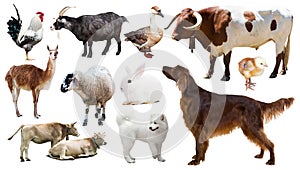Farm animals. Isolated over white background