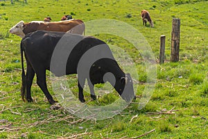 Farm animals in livestock field