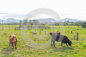 Farm animals in livestock field