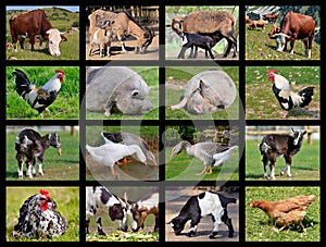 Farm animals mosaic