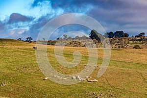 Farm animals on paddock. Agriculture outback landscape