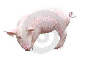 Farm Animals - Pig who is represented on a white background - Image