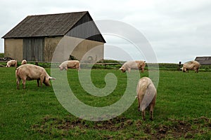 Farm animals - Pigs