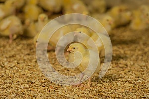 Farm Animals - Poultry - Broilers