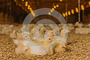 Farm Animals - Poultry - Broilers