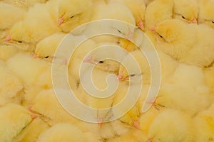 Farm Animals - Poultry - Broilers