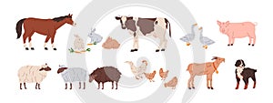 Farm animals set. Domestic livestock. Horse, cow, hen and chicken, sheep, goat, pig, rabbits and shepherd dog. Rural photo