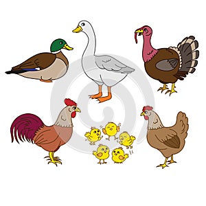 Farm animals set, vector with chicken family and farm items. Set of domestic birds. Cute hen, rooster, chicks, duck, turkey.