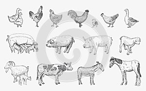 Farm Animals set. Vector sketches hand drawn illustration