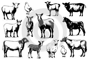 Farm animals. Set of vector sketches on a white background.
