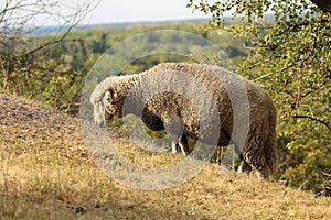 Farm animals - a sheep grazing on a slope