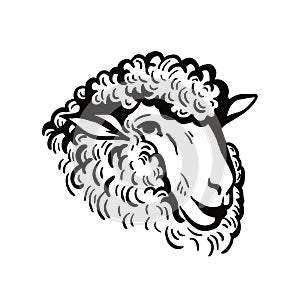 Farm animals. sheep head sketch