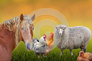 Gli animali pecora un cavallo polli erba verde 