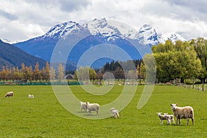 Farm animals sheep and lambs on green grass, New Zealand