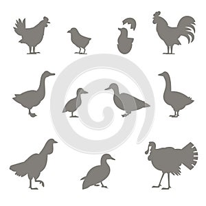 Farm animals. Silhouettes of chickens.
