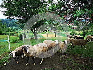 Farm animals. Slovenia. Farm in the mountains.