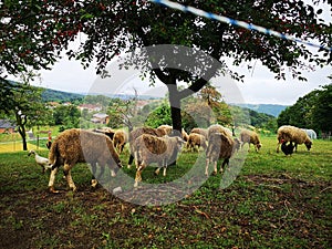 Farm animals. Slovenia. Farm in the mountains. Sheep and goats.