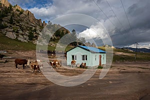 Farm animals standing outside the shed in Mongolian countryside. Cows surrounding barn in rural village, Mongolia