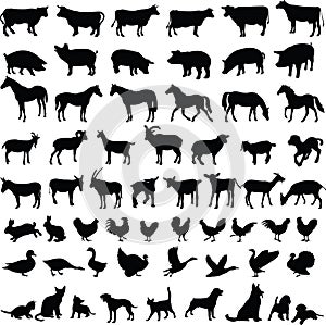 Farm animals - vector