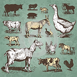 Farm animals vintage set (vector)