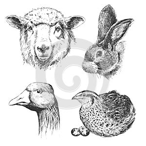 Farm animals vintage set, vector.