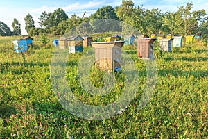 Farm apiary with multicolor beehouses