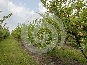 Farm apple orchard with organic fruits on the sky background