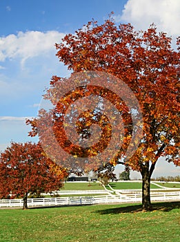 Farm in Autumn Colors