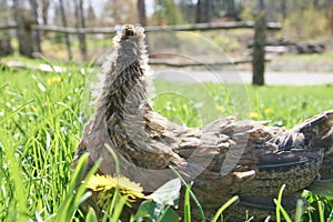 Farm Baby Chicken in Dandelion Flower Field and Grass, Countryside animal, Meadow, Homestead, Homesteading, Farming.