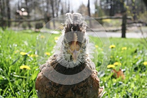 Farm Baby Chicken in Dandelion Flower Field and Grass, Countryside animal, Meadow, Homestead, Homesteading, Farming.