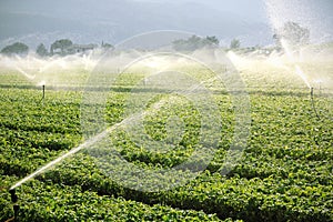 Farm background, irrigation system photo