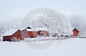 Farm barn and house surrounded by frosty trees