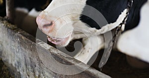 Cow eating hay in farm barn agriculture. Dairy cows in agricultural farm barn.