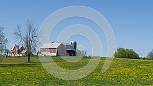Farm, barn and silo hill of field with dandelions
